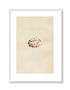 Morris Antique Birds Egg Print, Noddy, 1867 Book Plate CCXX