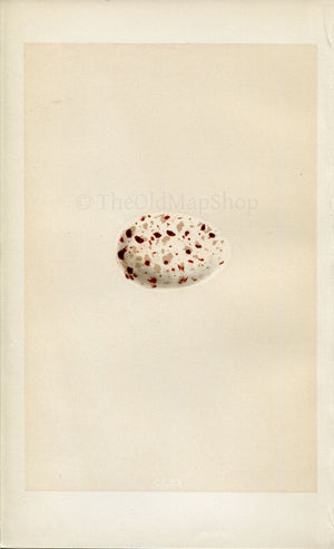 Morris Antique Birds Egg Print, Noddy, 1867 Book Plate CCXX
