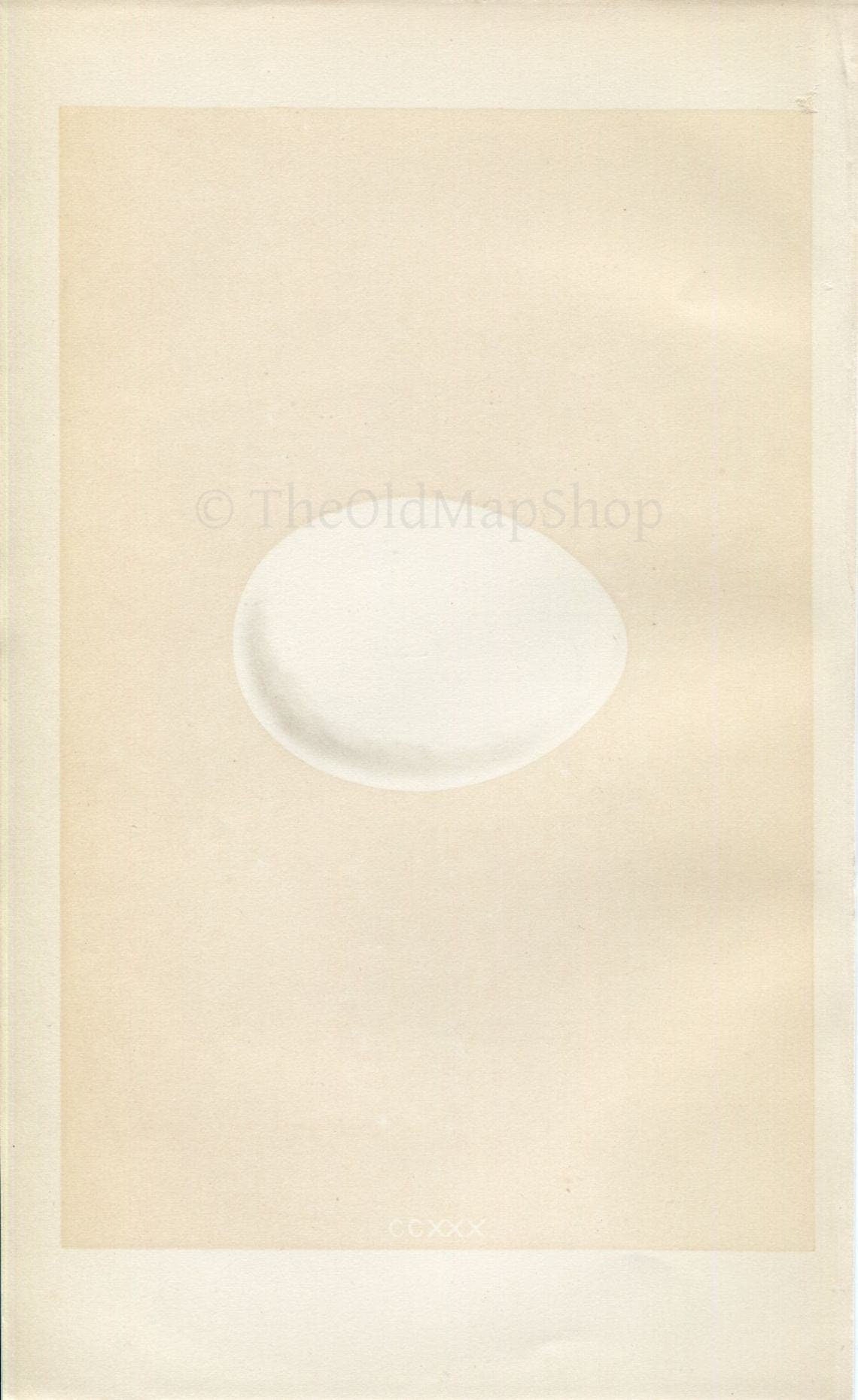 Morris Antique Birds Egg Print, Fulmar, 1867 Book Plate CCXXX