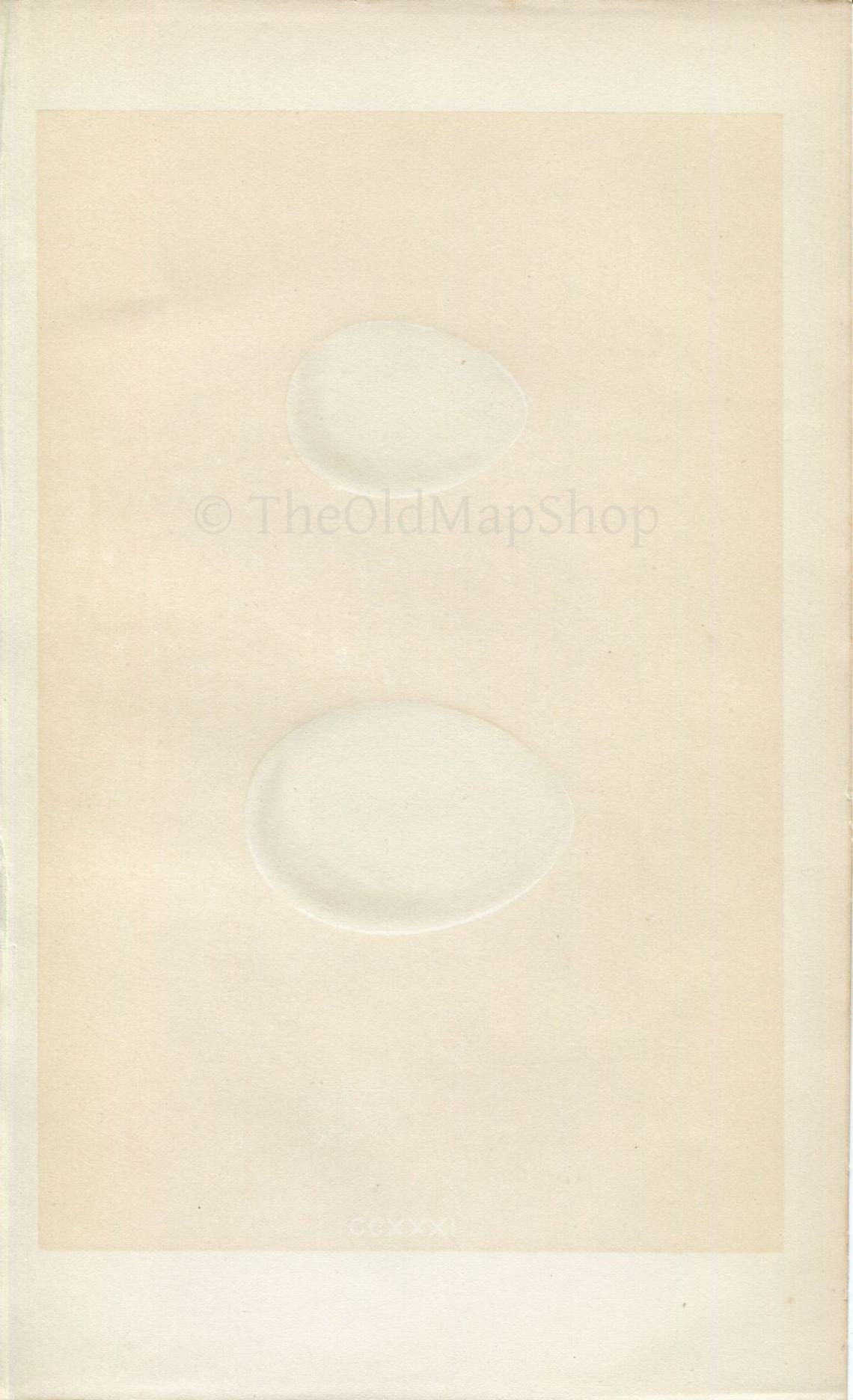 Morris Antique Birds Egg Print, Bulwer's Petrel, Manx Schearwater, 1867 Book Plate CCXXXI
