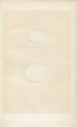 Morris Antique Birds Egg Print, Bulwer's Petrel, Manx Schearwater, 1867 Book Plate CCXXXI
