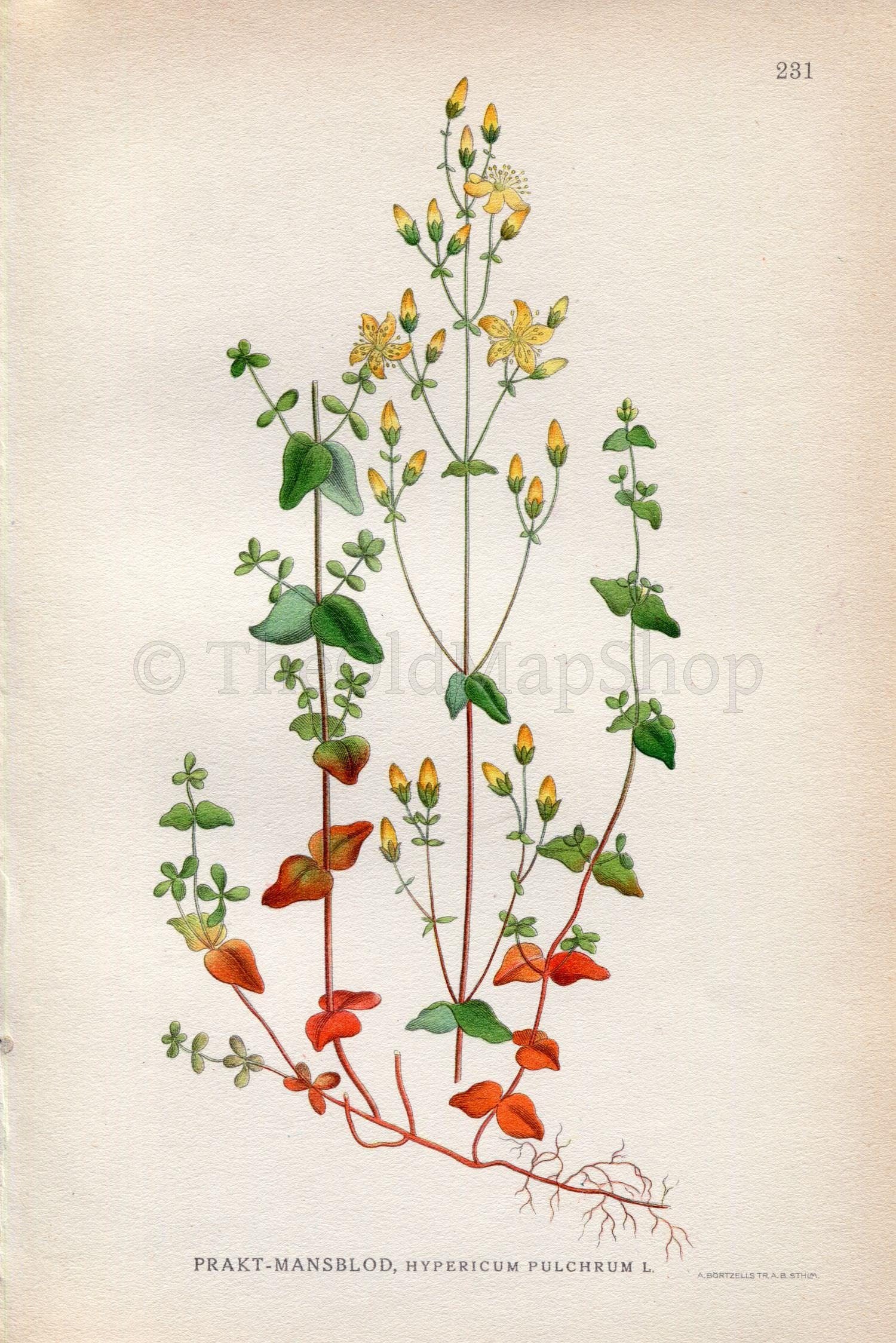 1922 Slender St John's wort, (Hypericum Pulchrum) Vintage, Antique Print by Lindman, Botanical Flower Book Plate 231, Green Yellow