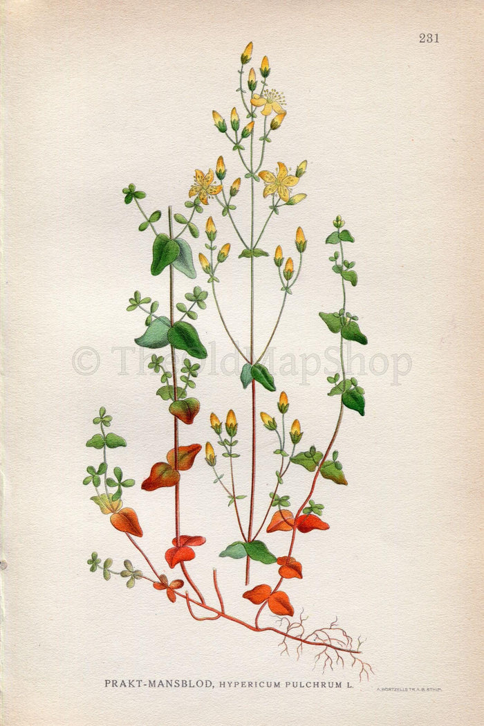 1922 Slender St John's wort, (Hypericum Pulchrum) Vintage, Antique Print by Lindman, Botanical Flower Book Plate 231, Green Yellow