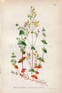 1922 Slender St John's wort, (Hypericum Pulchrum) Vintage, Antique Print by Lindman, Botanical Flower Book Plate 231, Green Yellow