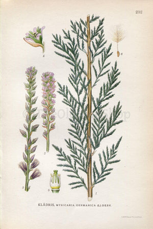 1922 Myricaria Germanica, Vintage, Antique Print by Lindman, Botanical Flower Book Plate 232, Green