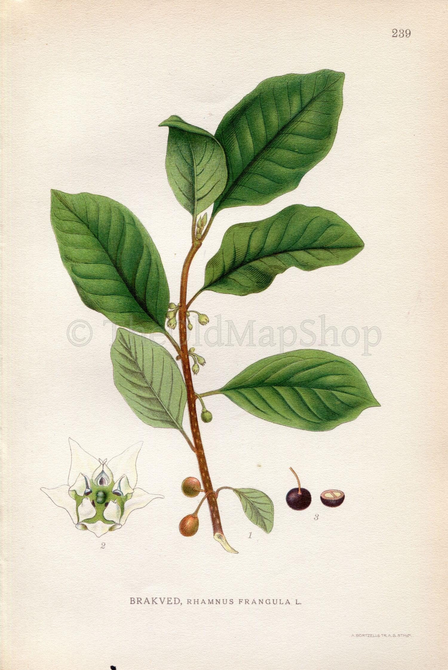 1922 Glossy Buckthorn, Alder Buckthorn (Rhamnus frangula) Vintage, Antique Print by Lindman, Botanical Flower Book Plate 240, Green
