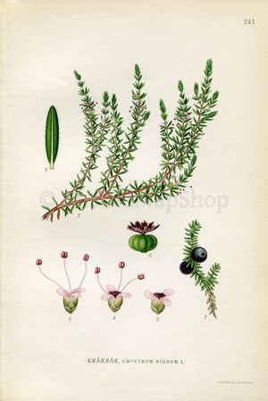 1922 Black Crowberry, Blackberry (Empetrum nigrum) Vintage, Antique Print by Lindman, Botanical Flower Book Plate 241, Green