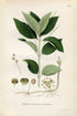 1922 Dog's Mercury (Mercurialis perennis) Vintage, Antique Print by Lindman, Botanical Flower Book Plate 245, Green