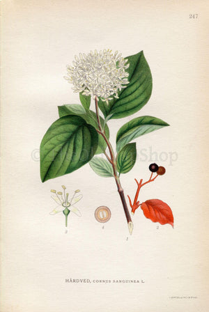 1922 Common Dogwood (Cornus sanguinea) Vintage, Antique Print by Lindman, Botanical Flower Book Plate 247, Green, White