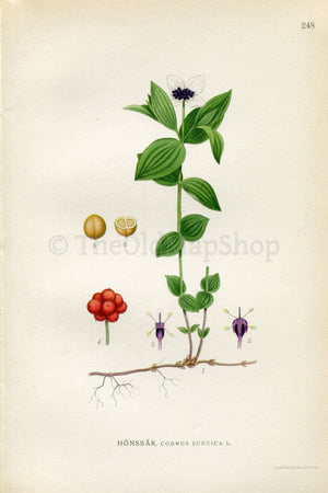 1922 Dwarf Cornel, Bunchberry (Cornus suecica) Vintage, Antique Print by Lindman, Botanical Flower Book Plate 248, Green, Red