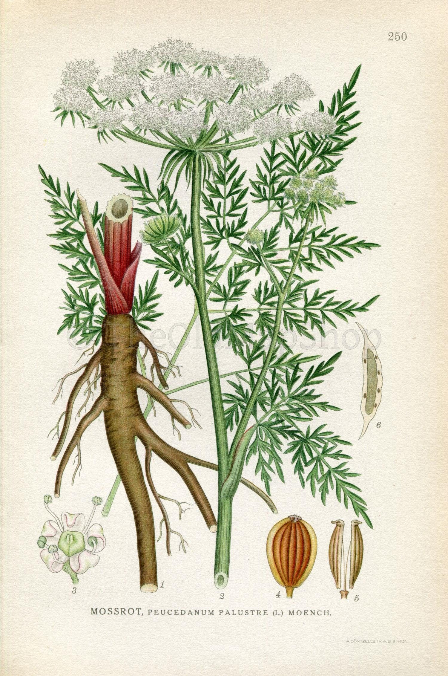 1922 Milk Parsley (Peucedanum palustre) Vintage, Antique Print by Lindman, Botanical Flower Book Plate 250, Green, White