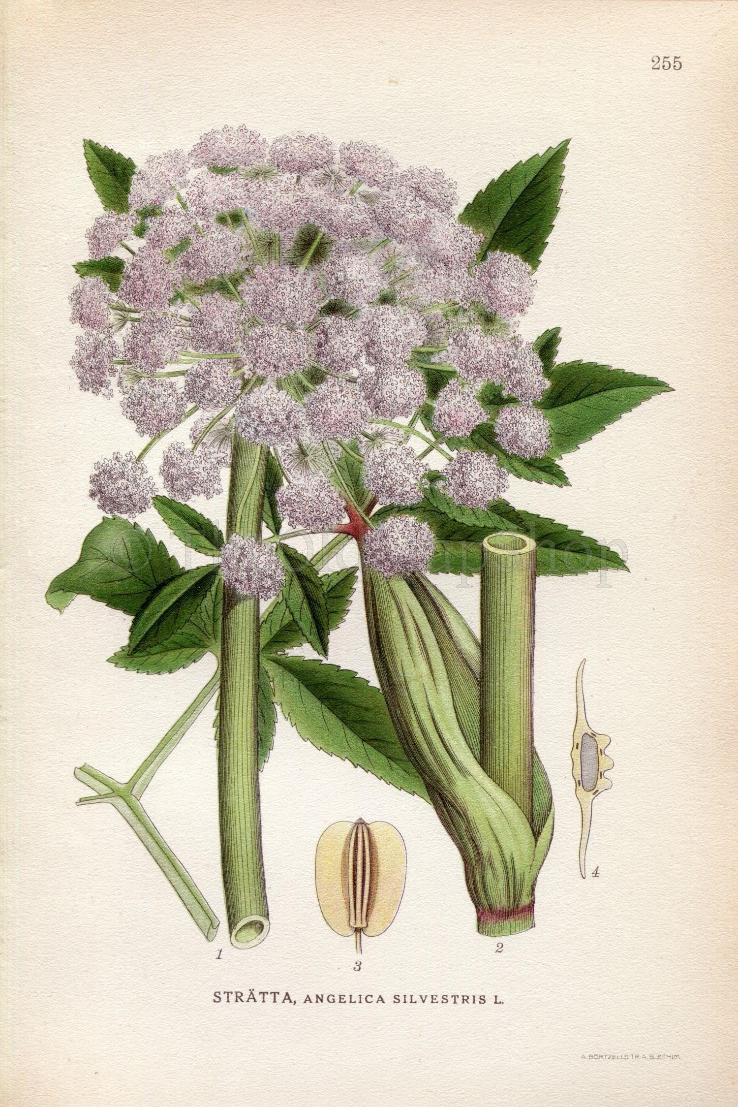 1922 Wild Angelica (Angelica sylvestris) Vintage, Antique Print by Lindman, Botanical Flower Book Plate 255, Green