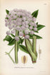 1922 Wild Angelica (Angelica sylvestris) Vintage, Antique Print by Lindman, Botanical Flower Book Plate 255, Green