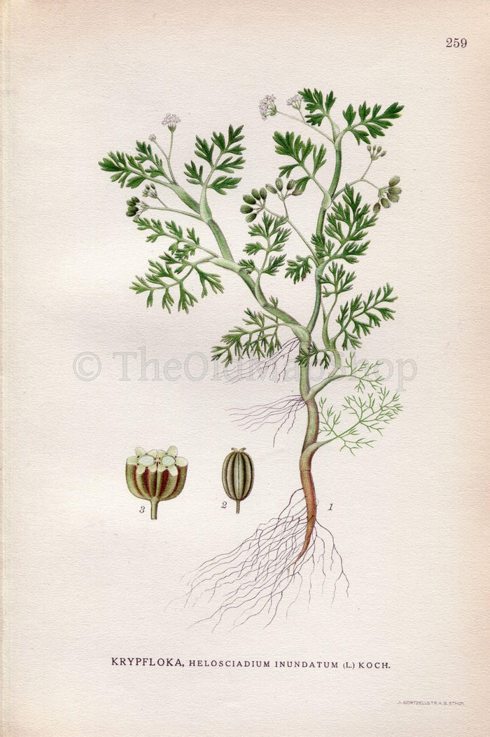 1922 Lesser Marshwort (helosciadium inundatum) Vintage, Antique Print by Lindman, Botanical Flower Book Plate 259, Green, White