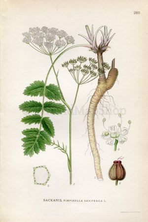 1922 Burnet-Saxifrage (Pimpinella saxifraga) Vintage, Antique Print by Lindman, Botanical Flower Book Plate 260, Green, White