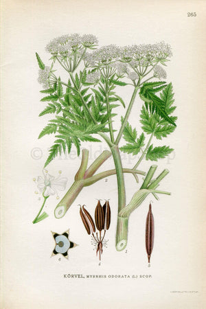 1922 Sweet Cicely, Garden Myrrh, Sweet Chervil (Myrrhis odorata) Vintage, Antique Print by Lindman, Botanical Flower Book Plate 265, Green
