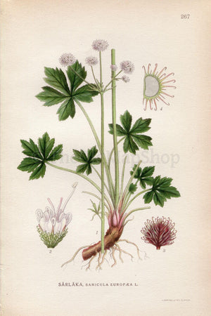 1922 Sanicle, Wood Sanicle (Sanicula europaea) Vintage, Antique Print by Lindman, Botanical Flower Book Plate 267, Green
