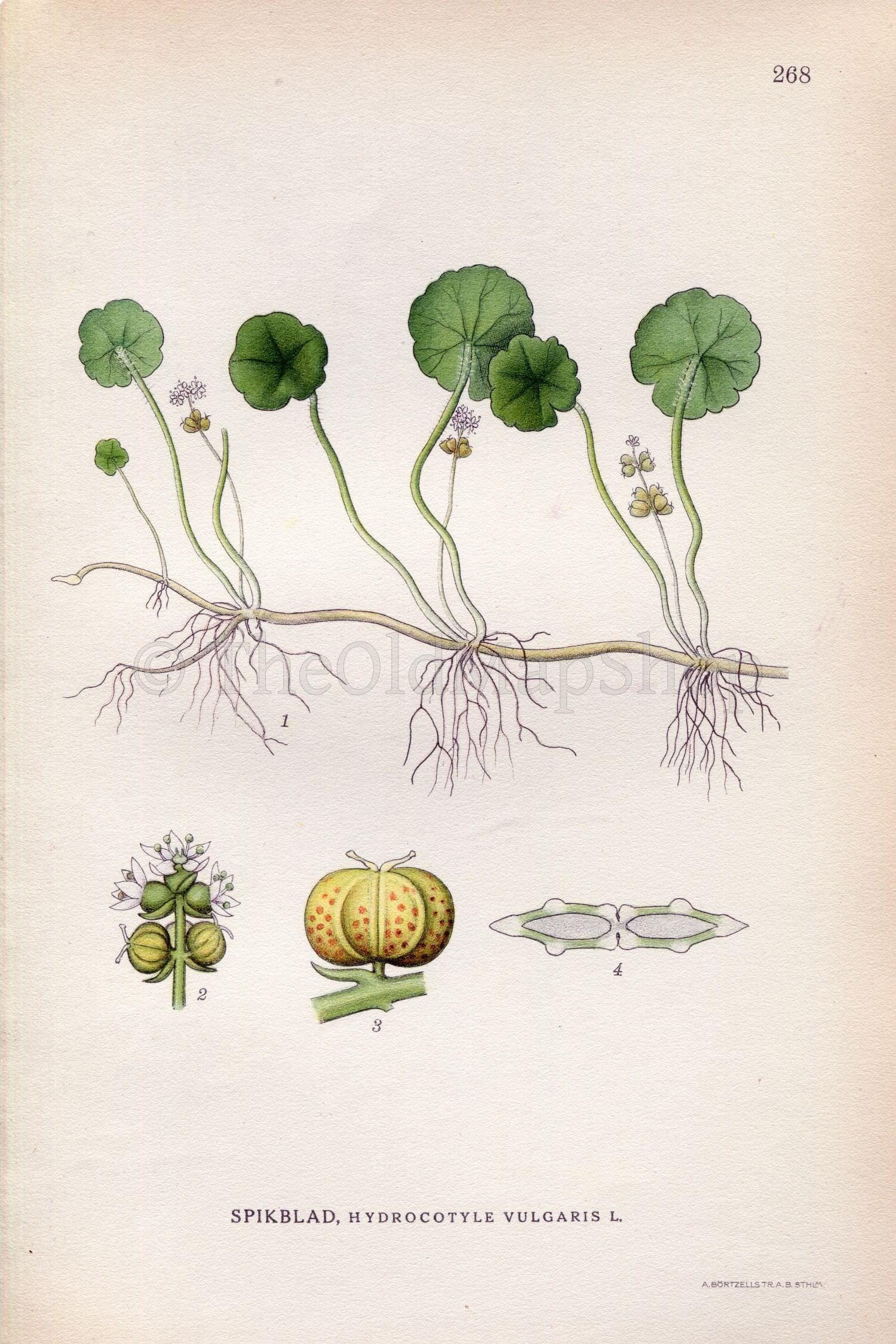 1922 Common Pennywort, Water Naval, Money Plant (Hydrocotyle vulgaris) Vintage, Antique Print by Lindman, Botanical Flower Book Plate 268