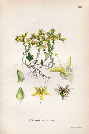 1922 Goldmoss Stonecrop, Mossy Stonecrop (Sedum acre) Vintage, Antique Print by Lindman, Botanical Flower Book Plate 269, Green, Yellow