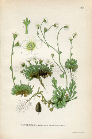 1922 Saxifraga Groenlandica, Vintage, Antique Print by Lindman, Botanical Flower Book Plate 274, Green, White