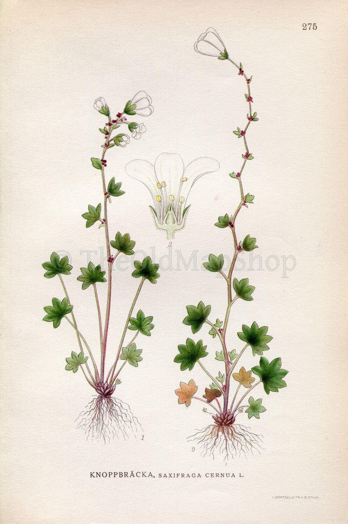 1922 Drooping Saxifrage, Nodding Saxifrage (Saxifraga cernua) Vintage, Antique Print by Lindman, Botanical Flower Book Plate 275, Green