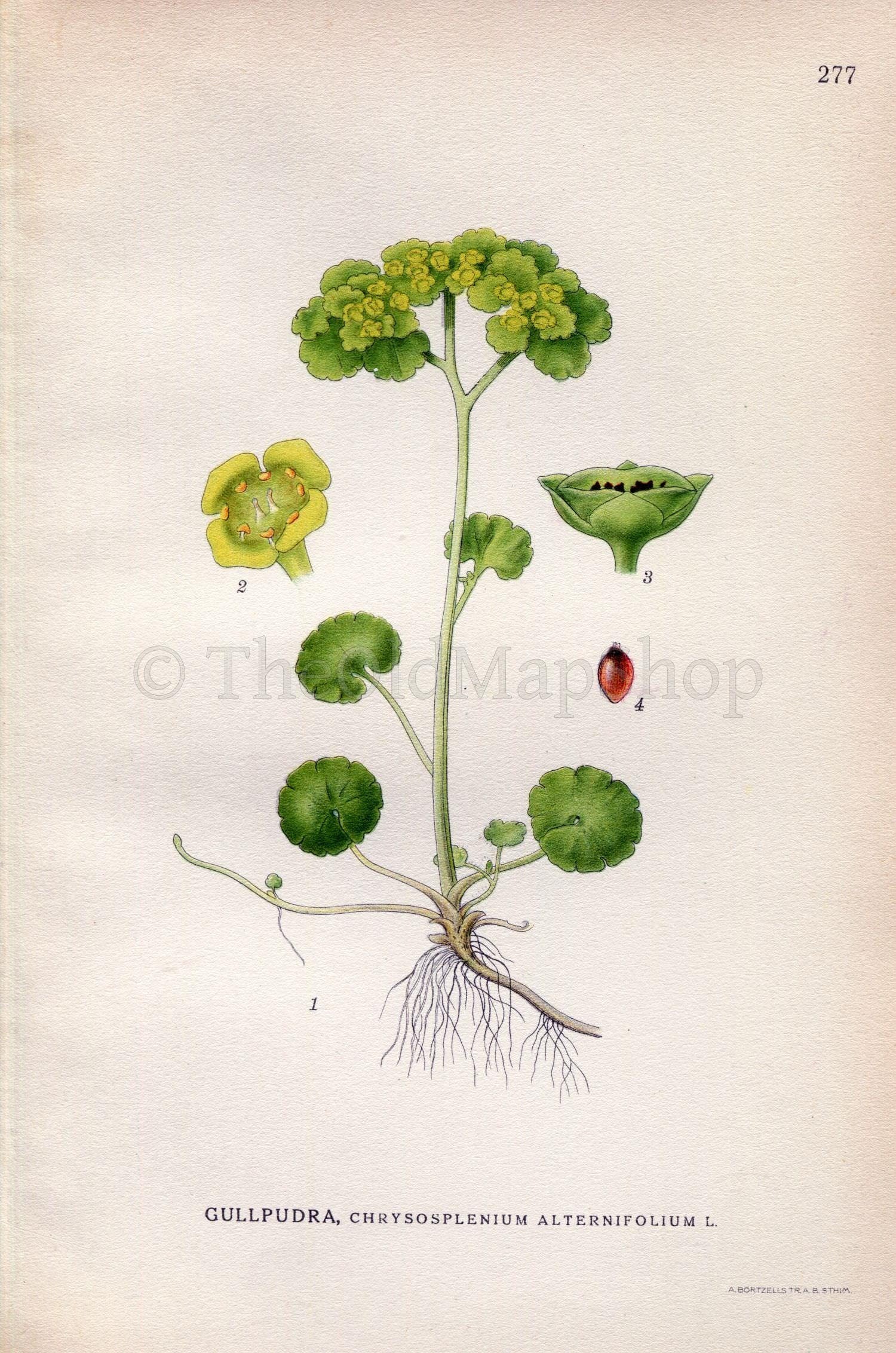 1922 Saxifrage (Chrysosplenium alternifolium) Vintage, Antique Print by Lindman, Botanical Flower Book Plate 277, Green