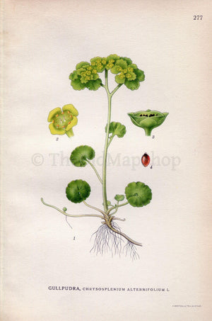 1922 Saxifrage (Chrysosplenium alternifolium) Vintage, Antique Print by Lindman, Botanical Flower Book Plate 277, Green