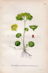 1922 Saxifrage (Chrysosplenium alternifolium) Vintage, Antique Print by Lindman, Botanical Flower Book Plate 277, Green
