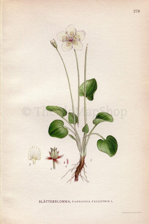 1922 Marsh Grass of Parnassus (Parnassia palustris) Vintage, Antique Print by Lindman, Botanical Flower Book Plate 278, Green, White