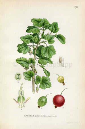 1922 Gooseberry (Ribes grossularia) Vintage, Antique Print by Lindman, Botanical Flower Book Plate 279, Green, Red