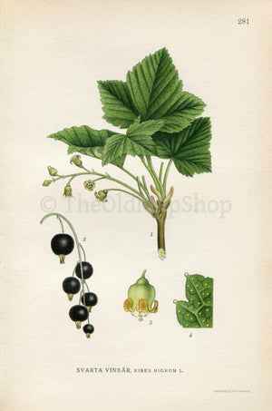 1922 Blackcurrant, Black Currant (Ribes nigrum) Vintage, Antique Print by Lindman, Botanical Flower Book Plate 281, Green