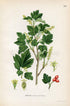 1922 Mountain Currant, Alpine Currant (Ribes alpinum) Vintage, Antique Print by Lindman, Botanical Flower Book Plate 282, Green, Red