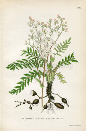 1922 Fern-leaf Dropwort, Garden Spirea (Filipendula vulgaris) Vintage, Antique Print by Lindman, Botanical Flower Book Plate 289, Green