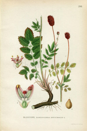 1922 Great Burnet (Sanguisorba officinalis) Vintage, Antique Print by Lindman, Botanical Flower Book Plate 296, Green, Red