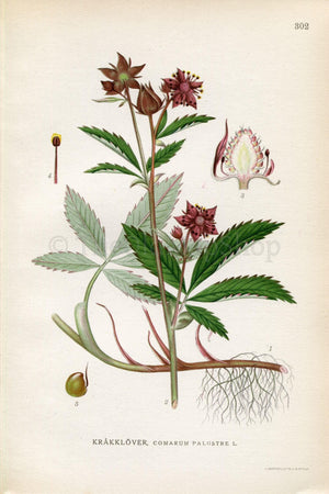 1922 Purple Marshlocks, Swamp Cinquefoil (Comarum palustre) Vintage, Antique Print by Lindman, Botanical Flower Book Plate 302, Green