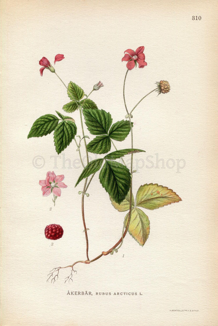 1922 Arctic Bramble, Arctic Raspberry (Rubus arcticus) Vintage, Antique Print by Lindman, Botanical Flower Book Plate 309, Green, Red