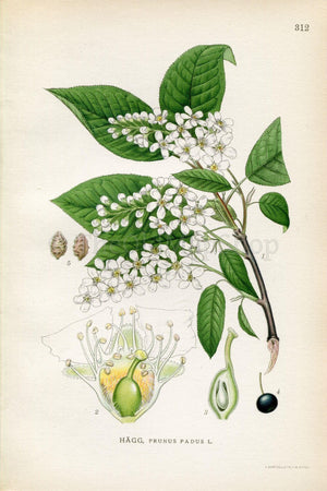 1922 Bird Cherry, Hackberry, Hagberry (Prunus padus) Vintage, Antique Print by Lindman, Botanical Flower Book Plate 312, Green, White