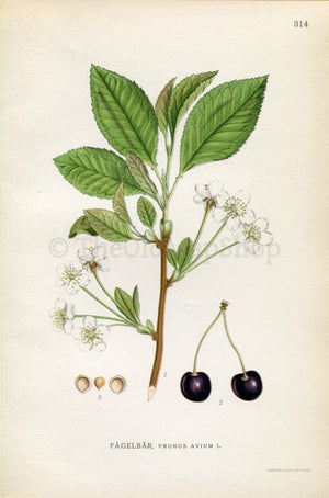 1922 Wild Cherry, Sweet Cherry (Prunus avium) Vintage, Antique Print by Lindman, Botanical Flower Book Plate 314, Green, White