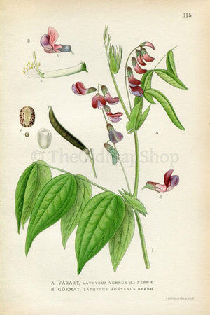 1922 Spring Vetchling, Spring Pea (Lathyrus vernus) Vintage, Antique Print by Lindman, Botanical Flower Book Plate 315, Green, Purple
