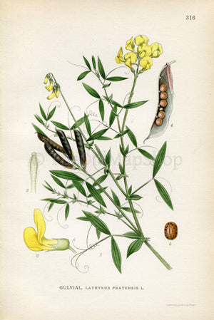 1922 Meadow Vetchling, Meadow Pea (Lathyrus pratensis) Vintage, Antique Print by Lindman, Botanical Flower Book Plate 316, Green, Yellow