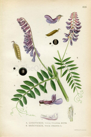 1922 Hairy Vetch, Cow Vetch, Bird Vetch (Vicia villosa, Vicia cracca) Vintage, Antique Print by Lindman, Botanical Flower Book Plate 318