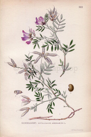 1922 Arenarious milk-vetch (Astragalus arenarius) Vintage, Antique Print by Lindman, Botanical Flower Book Plate 322, Green, Purple