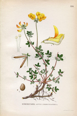 1922 Bird's-foot Trefoil, (Lotus corniculatus) Vintage, Antique Print by Lindman, Botanical Flower Book Plate 324, Green, Yellow