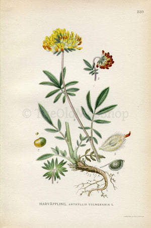 1922 Kidneyvetch, Kidney Vetch, Woundwort (Anthyllis vulneraria) Vintage, Antique Print by Lindman, Botanical Flower Book Plate 330, Yellow