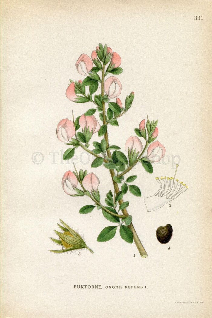 1922 Common Restharrow (Ononis repens) Vintage, Antique Print by Lindman, Botanical Flower Book Plate 331, Green, Pink