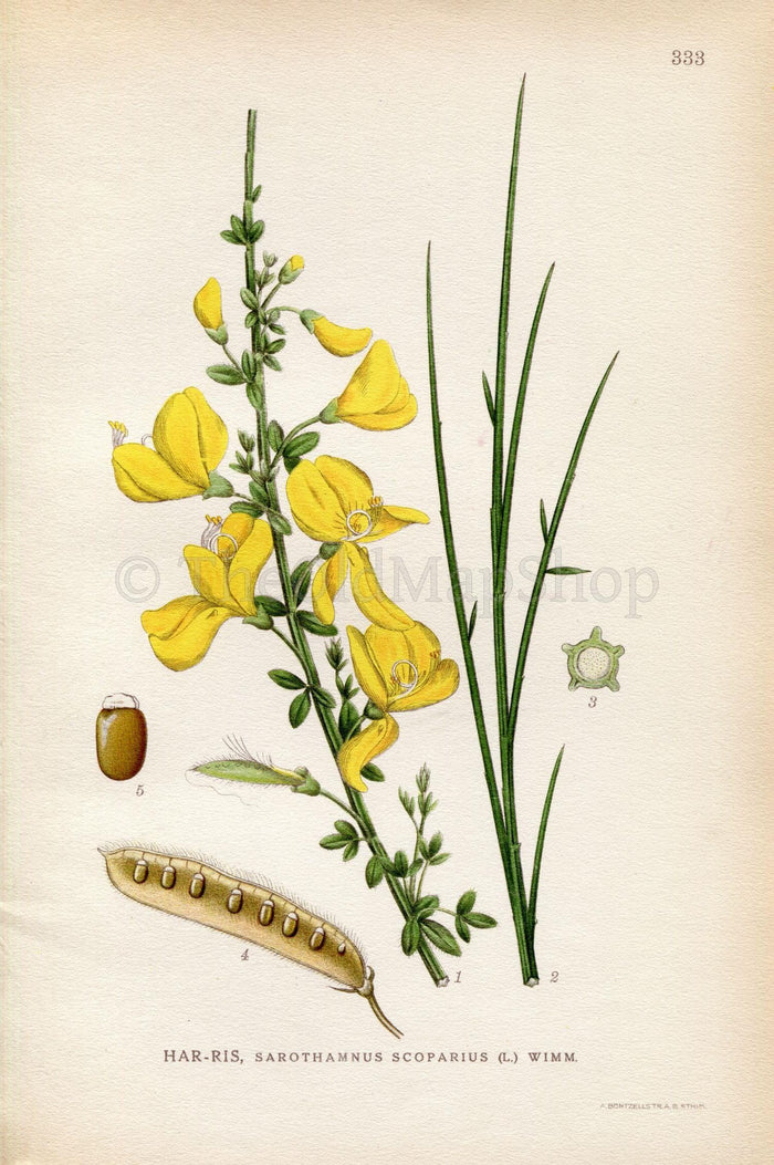 1922 Common Broom, Scotch Broom (Sarothamnus scoparius) Vintage, Antique Print by Lindman, Botanical Flower Book Plate 333, Green, Yellow