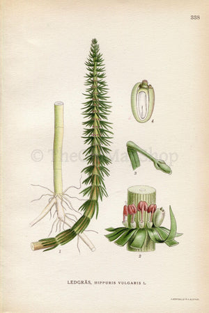1922 Mare's-tail, Horsetail (Hippuris vulgaris) Vintage, Antique Print by Lindman, Botanical Flower Book Plate 338, Green