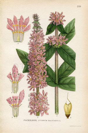 1922 Purple Loosestrife, Spiked Loosestrife (Lythrum salicaria) Vintage, Antique Print by Lindman, Botanical Flower Book Plate 339, Green