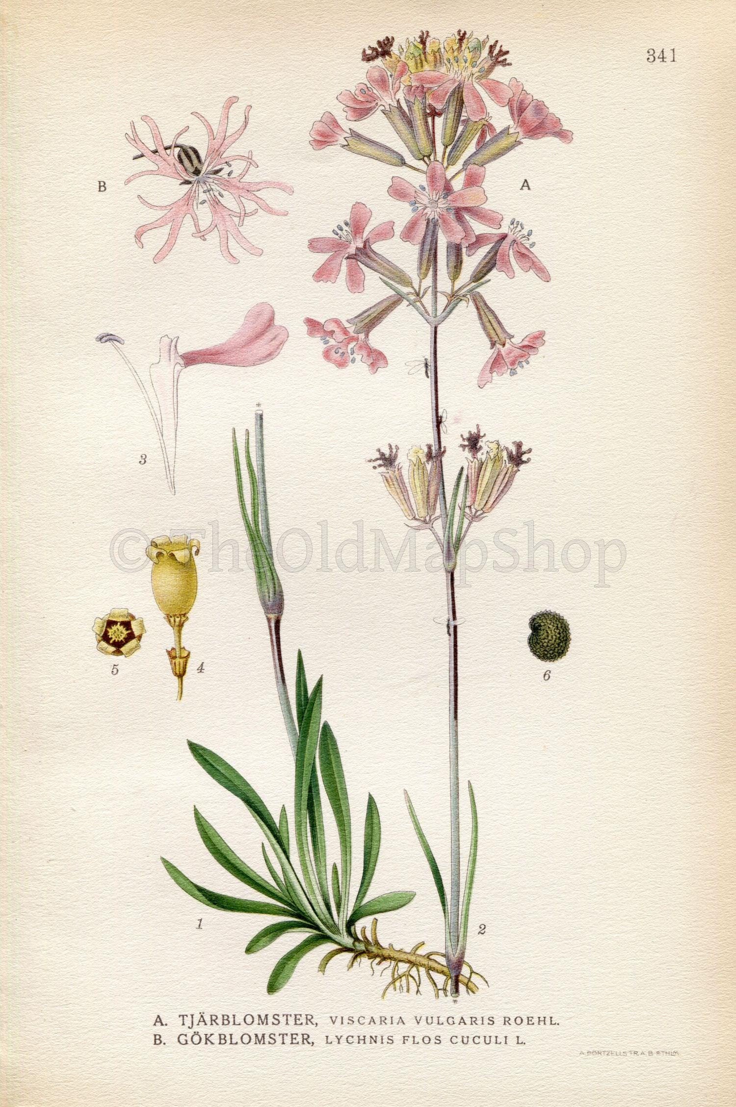 1922 Sticky Catchfly, Ragged-Robin (Viscaria vulgaris Roehl, Lychnis flos-cuculi) Vintage Print by Lindman, Botanical Flower Book Plate 341