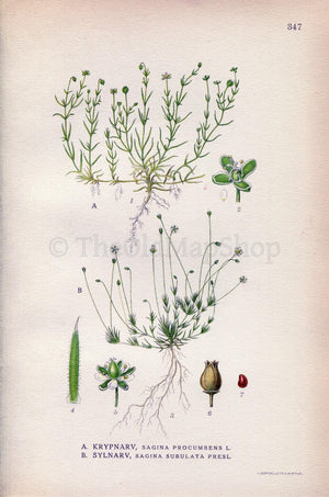1922 Birdeye Pearlwort, Irish-moss (Sagina procumbens, Sagina subulata) Vintage Antique Print by Lindman, Botanical Flower Book Plate 347